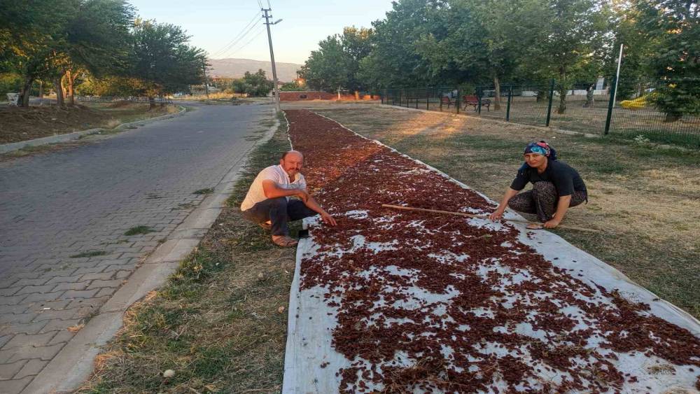 Sarıg&ouml;l&rsquo;de sezonun ilk kuru &uuml;z&uuml;m&uuml; &ccedil;uvala girdi
