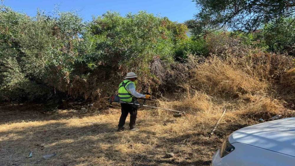 Bodrum&rsquo;da ot temizliği &ccedil;alışmaları s&uuml;r&uuml;yor
