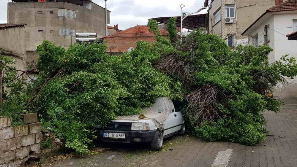 Asırlık ağa&ccedil; park halindeki aracın &uuml;zerine devrildi
