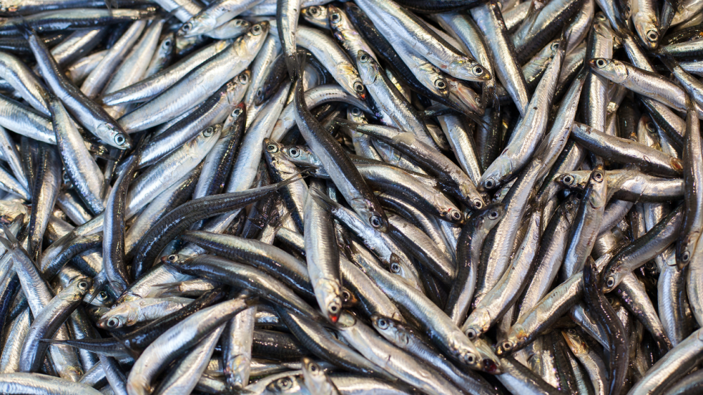 Balık&ccedil;ıların y&uuml;z&uuml; hamsiyle g&uuml;ld&uuml;