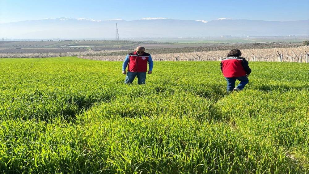 Manisa&rsquo;da buğday &uuml;reticilerine &lsquo;Septorya&rsquo; uyarısı
