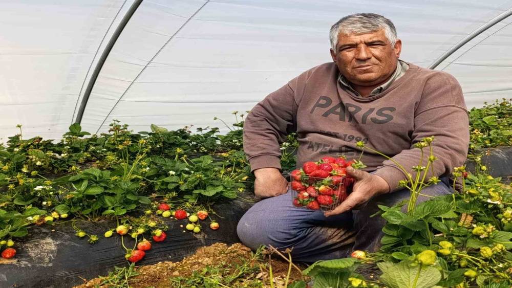 K&ouml;pr&uuml;başı &ccedil;ileği altın sezonunu yaşıyor
