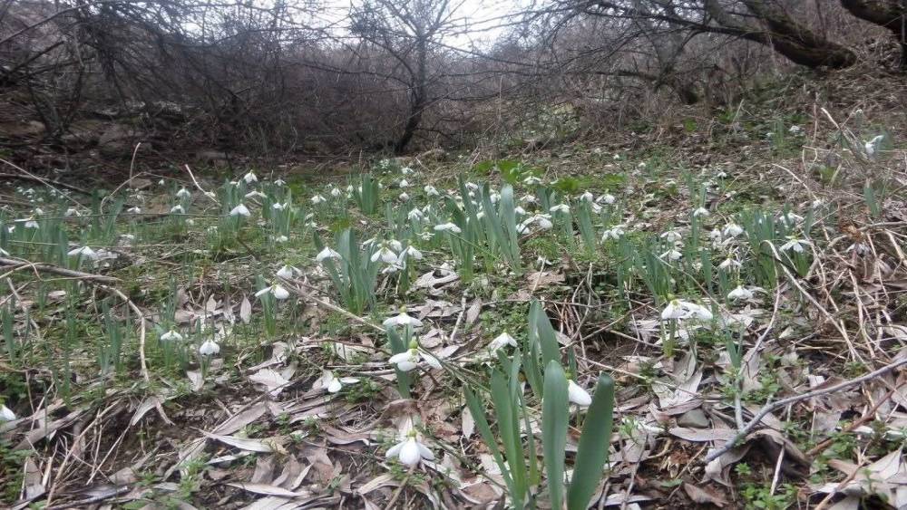 K&uuml;tahya Murat Dağı&rsquo;nda kardelen koparmanın cezası 699 bin 245 TL
