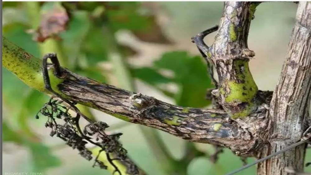 Manisa&rsquo;da bağcılara &lsquo;&Ouml;l&uuml;kol&rsquo; uyarısı
