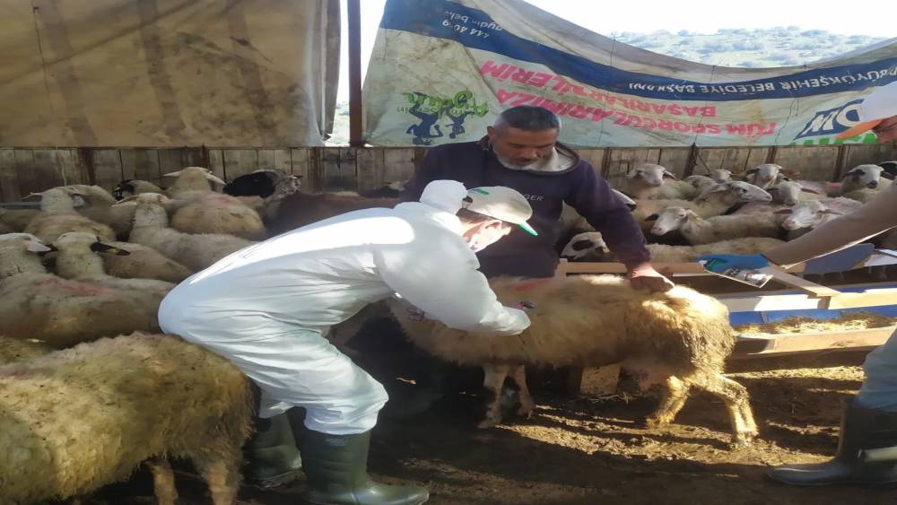 Ko&ccedil;arlı&rsquo;da k&uuml;&ccedil;&uuml;kbaş hayvanlar aşılandı
