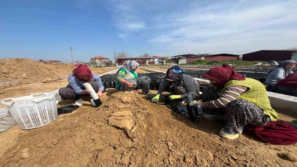 İki kardeşten &uuml;z&uuml;m fidanında b&uuml;y&uuml;k başarı
