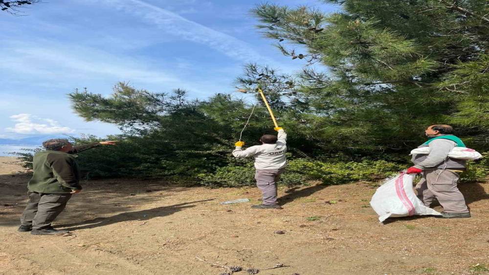 Marmaris&rsquo;te &ccedil;am kese b&ouml;ceğine karşı  &rsquo;mekanik ve biyolojik y&ouml;ntemlerle m&uuml;cadele&rsquo; s&uuml;r&uuml;yor
