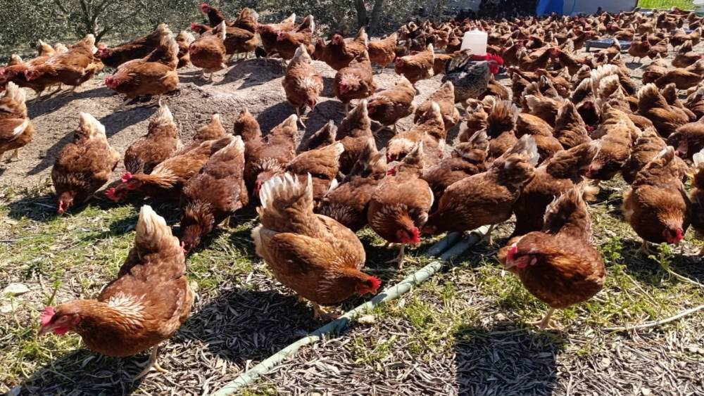Ev kiraları şehirden ka&ccedil;ırdı, k&ouml;yde "gezen tavuk" &ccedil;iftliği kurdu

