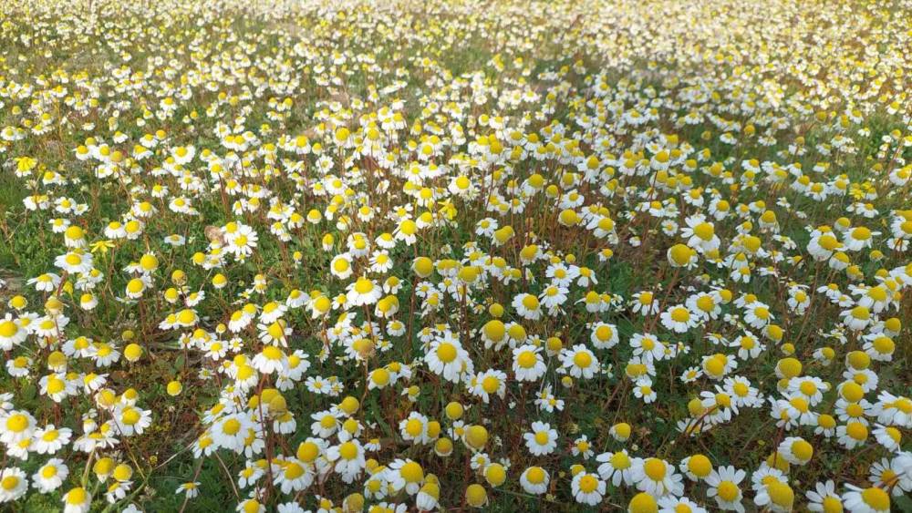 Dağlar &ccedil;i&ccedil;ek a&ccedil;tı, arıcılar umutlandı
