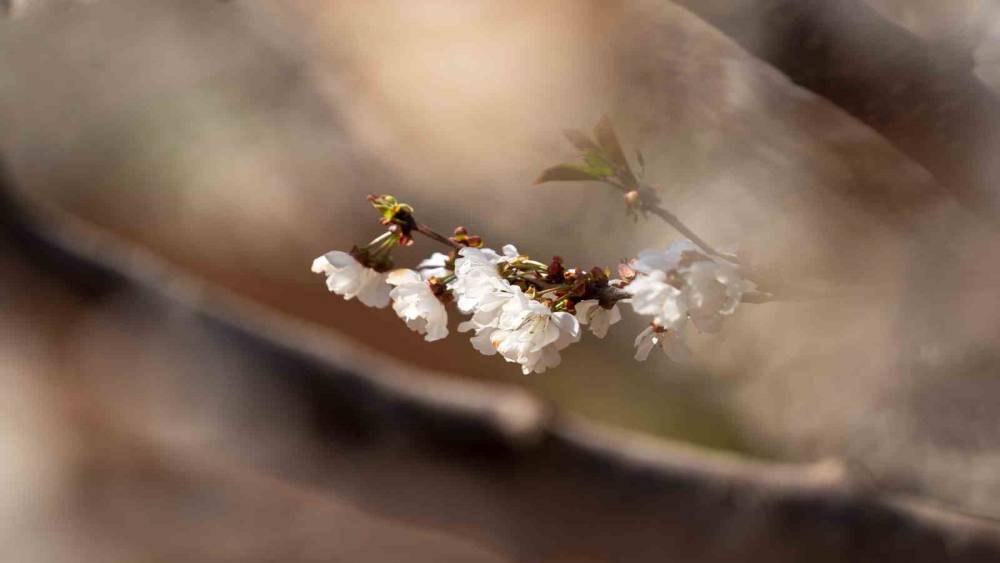 Beyaza b&uuml;r&uuml;nen kiraz ağa&ccedil;ları g&ouml;rsel ş&ouml;len oluşturdu
