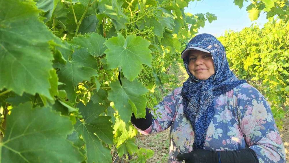 Sarıg&ouml;l&rsquo;de &uuml;z&uuml;m bağlarında imece mesaisi
