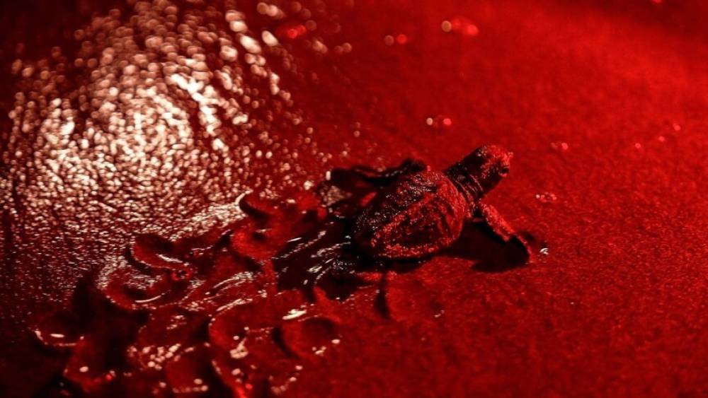 Deniz kaplumbağaları i&ccedil;in ADM Elektrik ile &ouml;ğrencilerden ortak &ccedil;alışma
