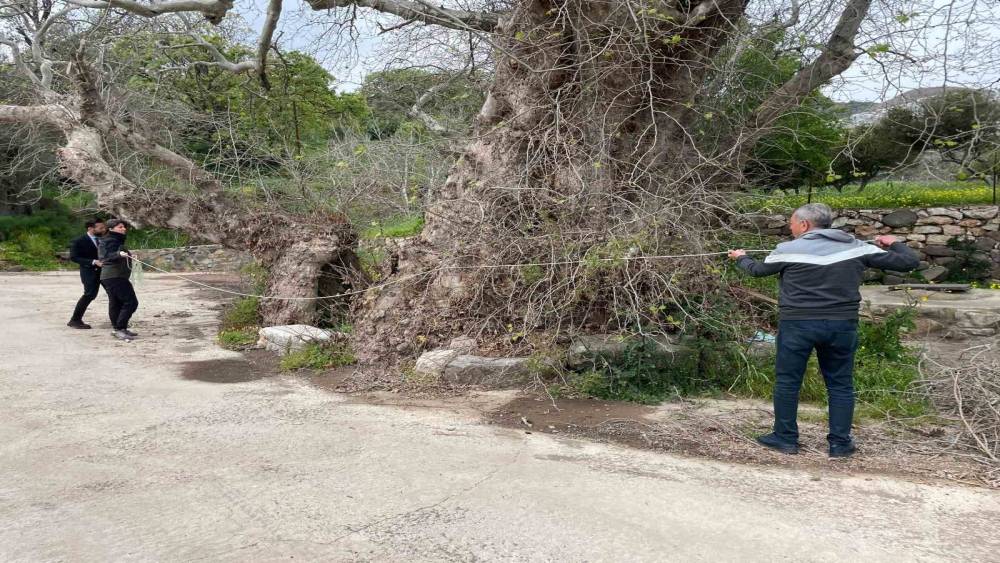 Bodrum&rsquo;da 2 bin yıllık dev &ccedil;ınar keşfedildi
