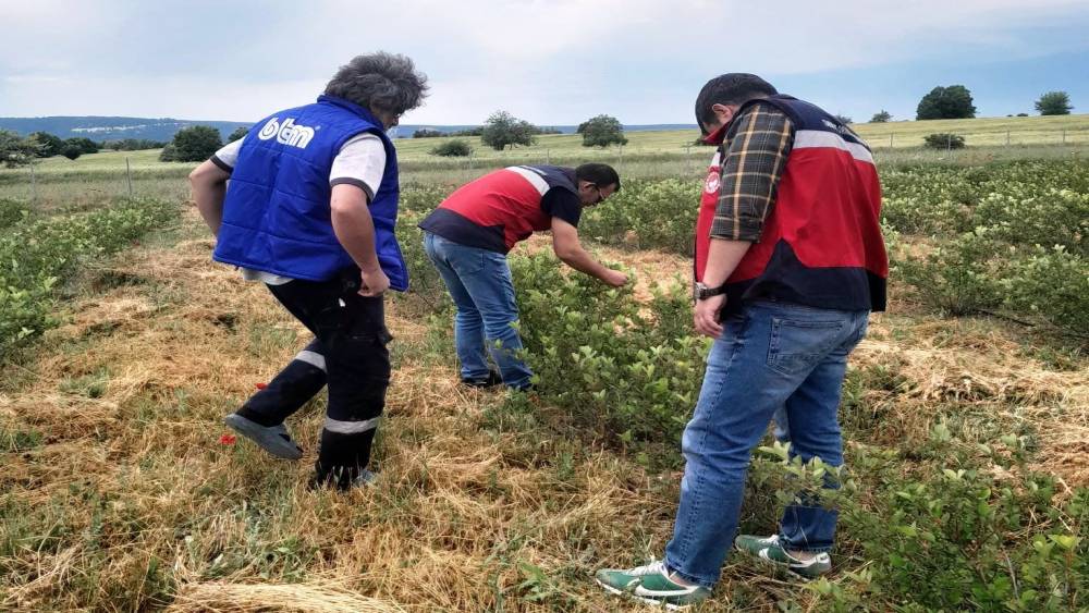 Domani&ccedil;&rsquo;te aronya &uuml;retimine y&ouml;nelik teknik &ccedil;alışmalar s&uuml;r&uuml;yor
