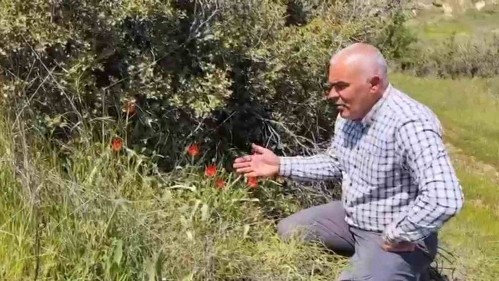 Denizli&rsquo;de anemon lalesi yetişti
