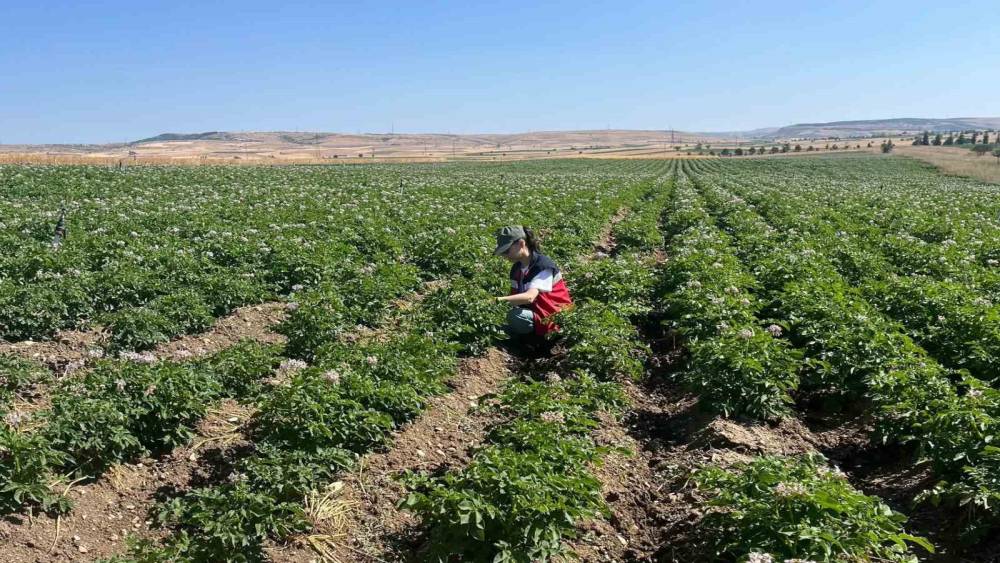 K&uuml;tahya&rsquo;da patates tarlalarında bitki pasaportu denetimleri başladı
