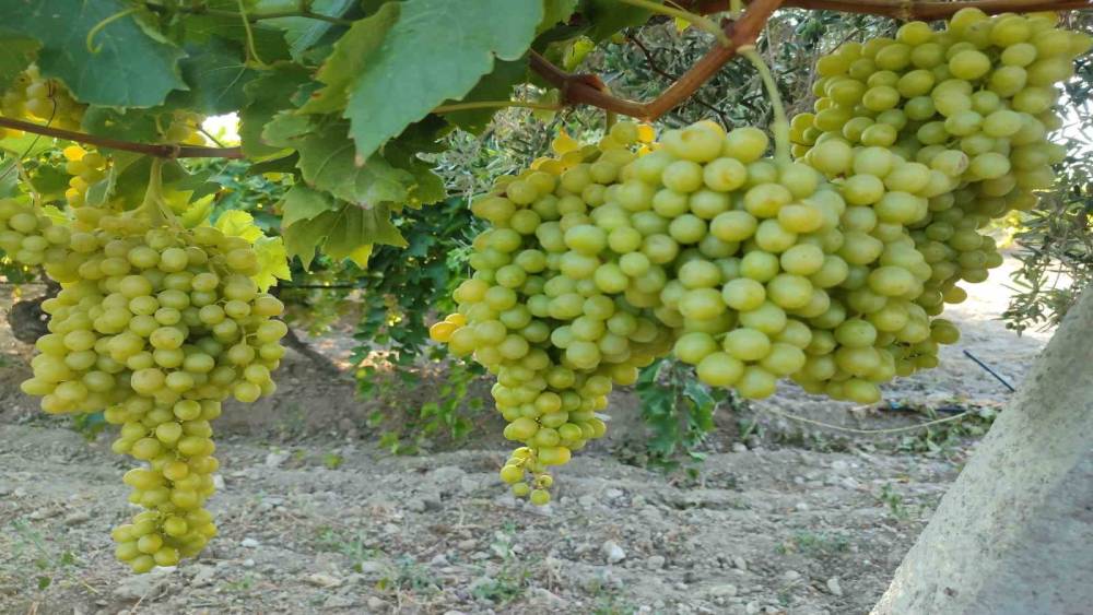 Buldan&rsquo;da sultaniye &uuml;z&uuml;m&uuml;nde hasat heyecanı başladı
