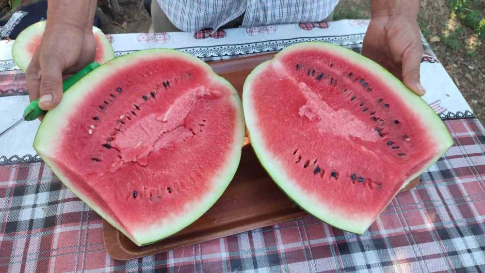 Denizli&rsquo;nin lezzet simgesi Dodurga Karpuzu tezg&acirc;hlara indi
