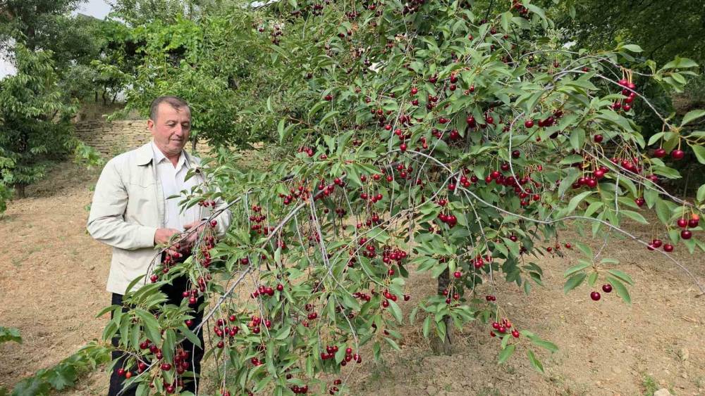 K&uuml;tahyalı vişne &uuml;reticileri taban fiyat ve fiyat istikrarı istiyor
