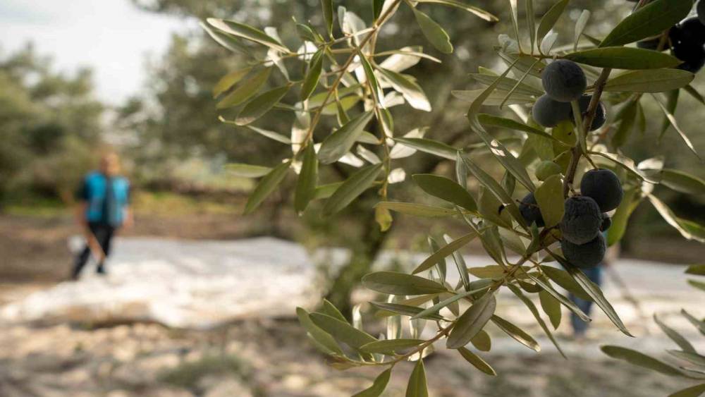 Akhisar&rsquo;da zeytin i&ccedil;in tarihi buluşma
