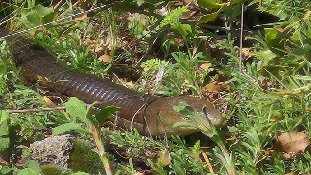 Demir yılan Bozkurt&rsquo;ta ortaya &ccedil;ıktı
