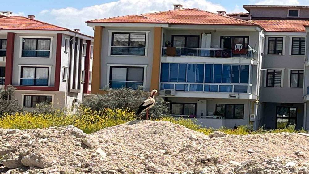 Yatağan&rsquo;ı leylekler mesken tuttu
