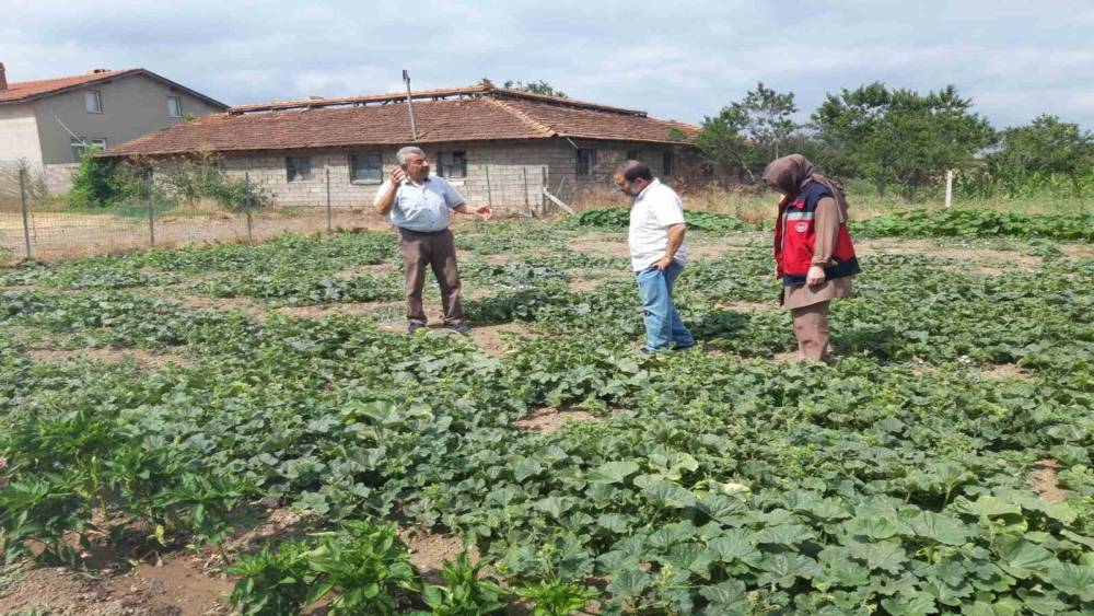 Tavşanlı&rsquo;da tarım arazileri ve seralarda hastalık kontrolleri s&uuml;r&uuml;yor
