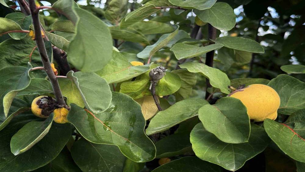 Bir yılda zirai dondan etkilenen &uuml;reticilere 54 milyon TL destek yapıldı
