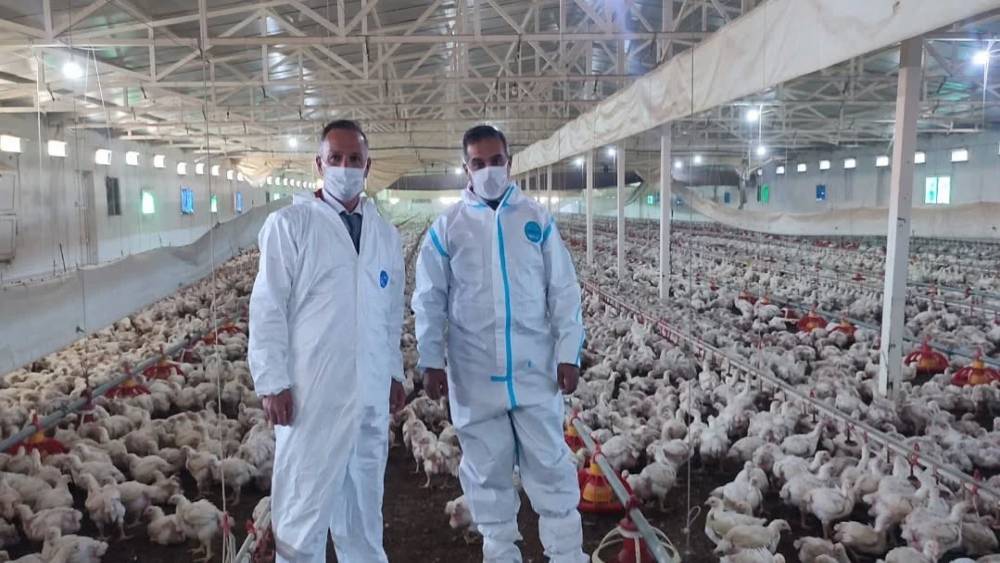 Aydın&rsquo;da kanatlı &uuml;retimi 71 işletmede s&uuml;r&uuml;yor
