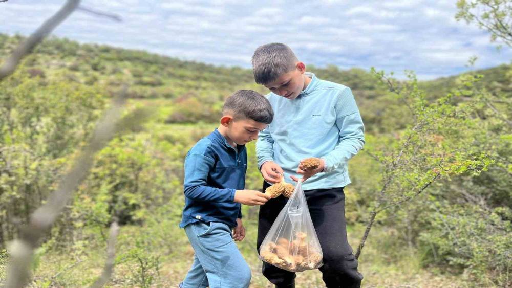 Demirci dağlarında 2 bin liralık kuzu g&ouml;beği mesaisi

