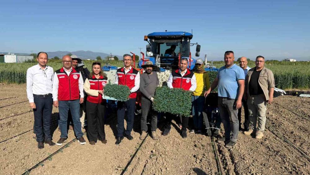 Manisa&rsquo;da 131 bin dekarlık alanda domates mesaisi
