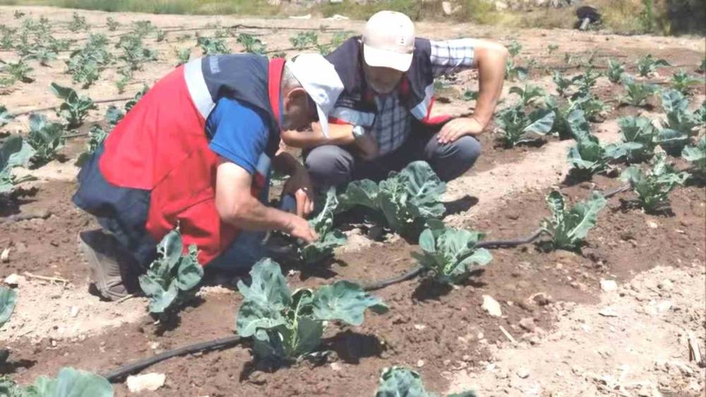 K&uuml;tahya&rsquo;da karnabahar ve &ccedil;&ouml;rekotu &uuml;retimi denetlendi
