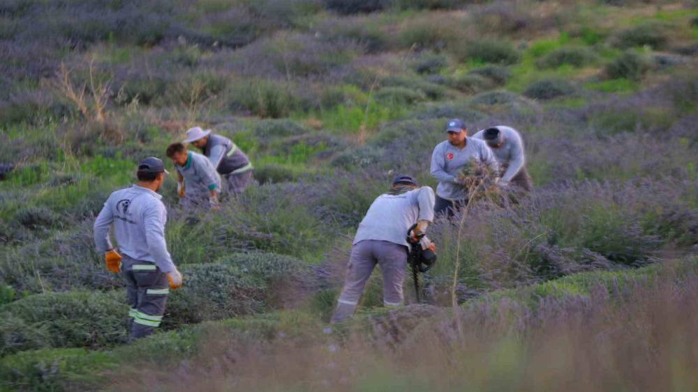 Merkezefendi&rsquo;nin mor g&uuml;zelliğinde hasat tamamlandı
