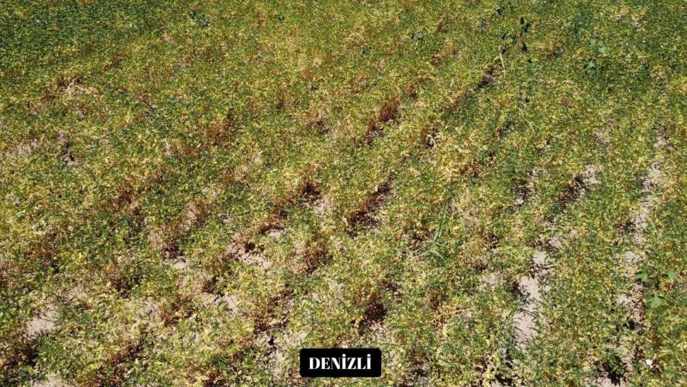Yeni nohut &ccedil;eşidi Denizli&rsquo;nin dışında ekilen b&ouml;lge illerinde de y&uuml;ksek verim verdi
