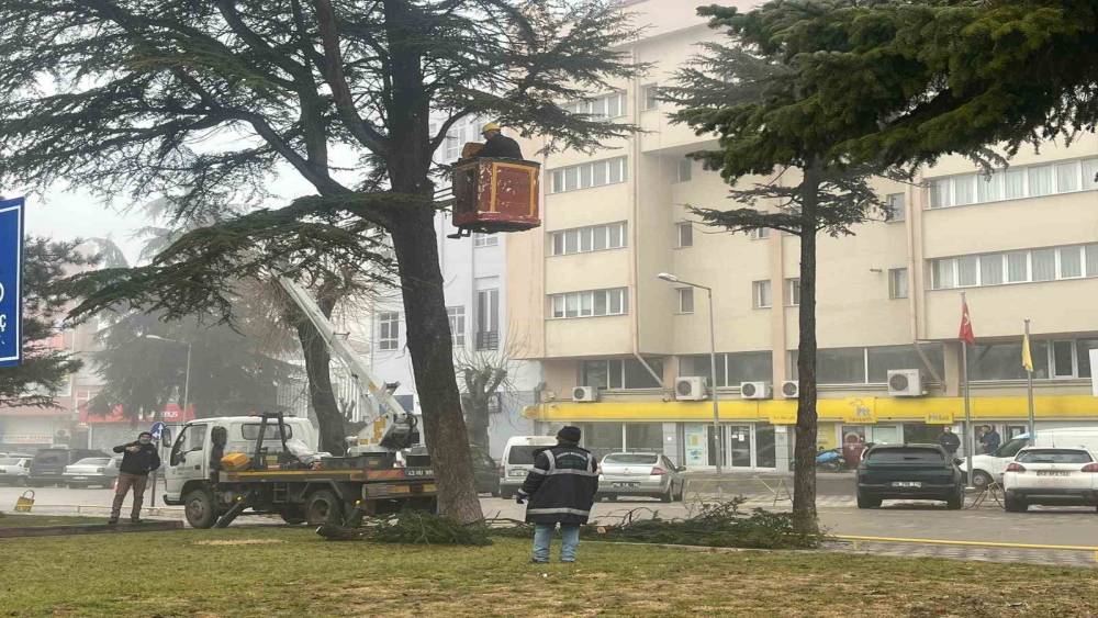 Şehir merkezinde riskli ağa&ccedil;lara sepetli ara&ccedil;lı m&uuml;dahale
