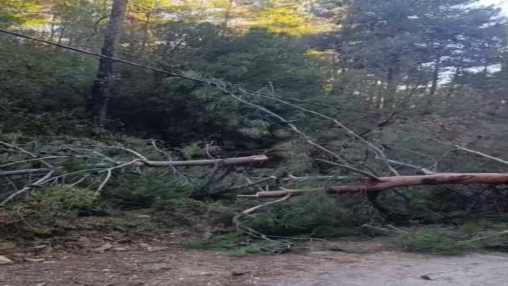 Buldan&rsquo;da fırtınadan devrilen ağa&ccedil;lar yolu kapattı
