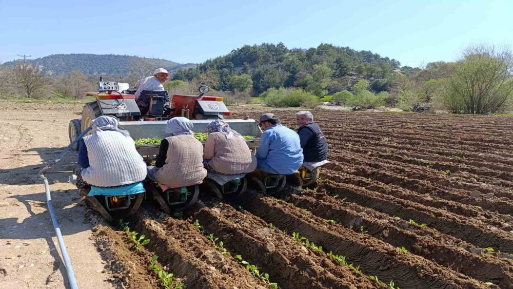 Selendi&rsquo;de tarım iş&ccedil;isi yevmiyesi 1400 TL oldu

