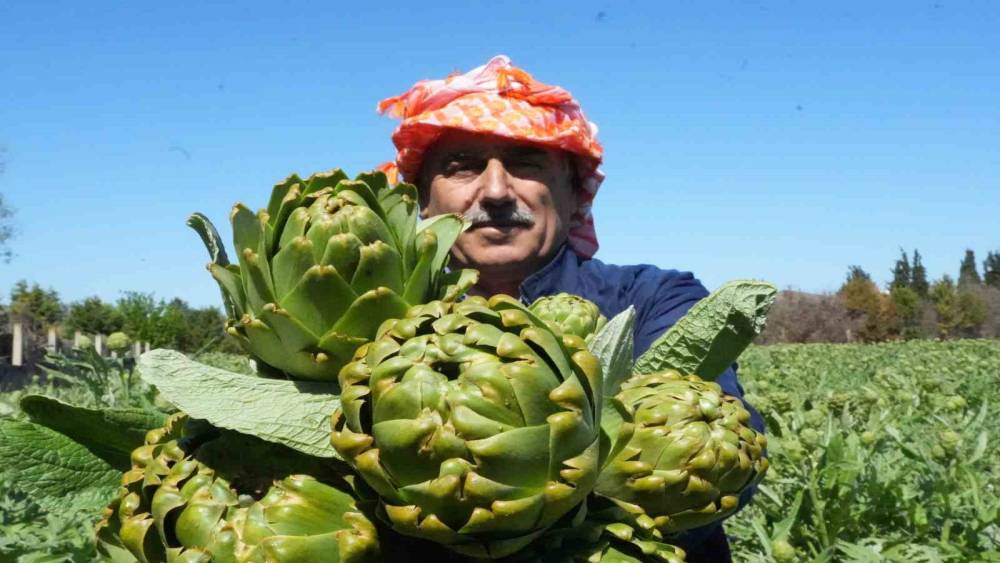 Urla&rsquo;da sakız enginarının hasat mesaisi s&uuml;r&uuml;yor
