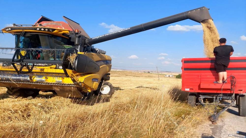 K&uuml;tahya&rsquo;da yerli ve milli arpa &ccedil;eşitlerinde verimli hasat
