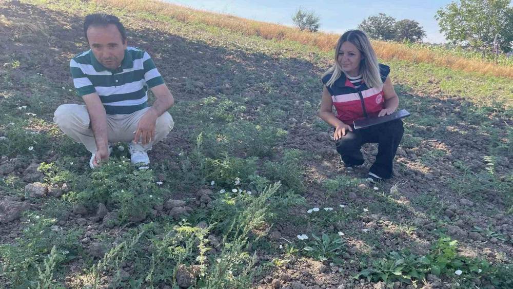 Simav&rsquo;da TAKE Projesi kapsamındaki nohut &uuml;retimi yerinde incelendi
