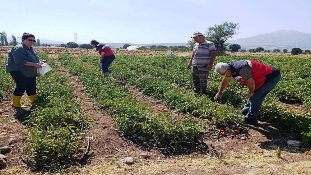 Gediz&rsquo;de hasat &ouml;ncesi domateslerde gıda g&uuml;venliği denetimi
