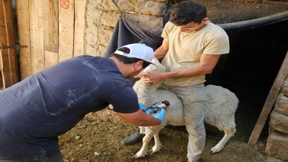 Emet ve Domani&ccedil;&rsquo;te k&uuml;&ccedil;&uuml;kbaş hayvanlara aşılama ve kimliklendirme &ccedil;alışmaları devam ediyor
