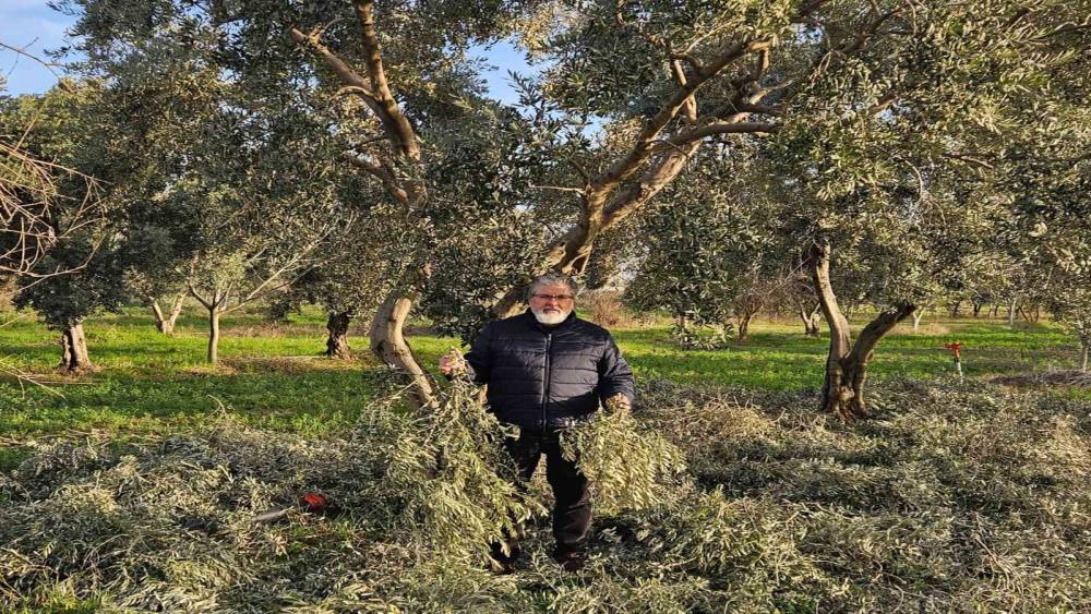 İncir ve Zeytin Bilimsel Araştırmalar Akademisi&rsquo;nden yeni proje
