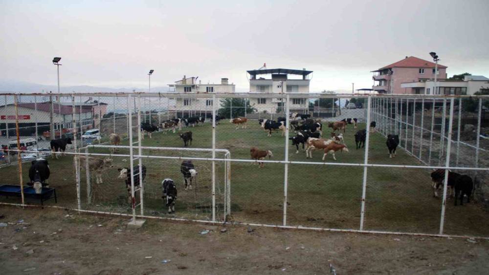 &Ccedil;ine&rsquo;de alevlerin ulaştığı mahallede hayvanlar halı sahada korumaya alındı
