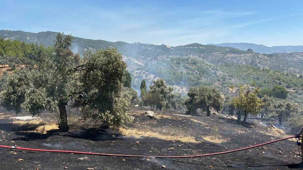 Milas&rsquo;ta ziraat alanı yangını b&uuml;y&uuml;meden s&ouml;nd&uuml;r&uuml;ld&uuml;
