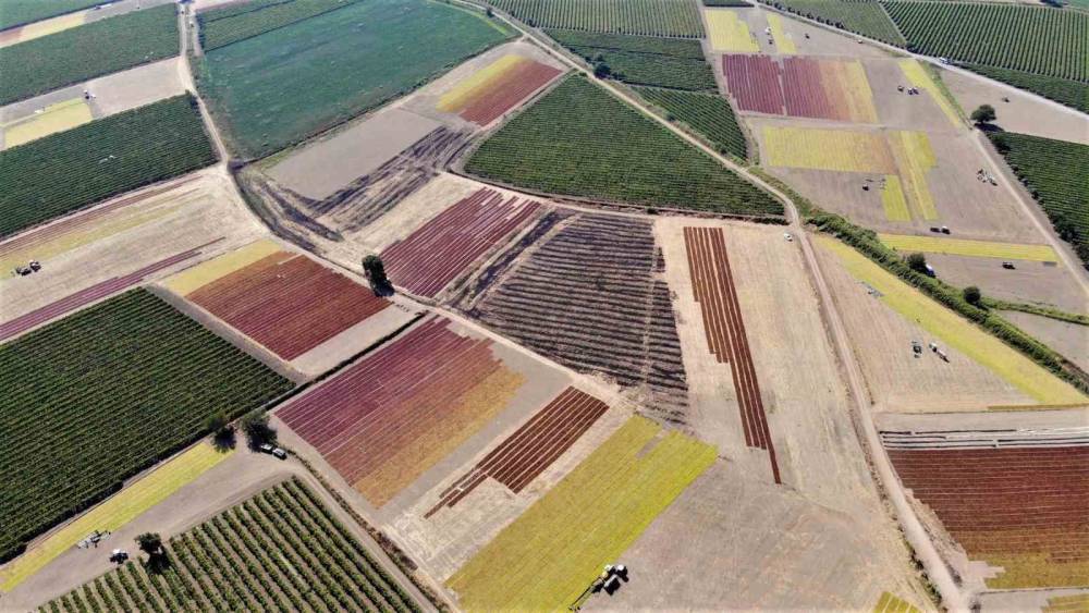 Rekolte arttı, g&ouml;zler TMO&rsquo;nun a&ccedil;ıklayacağı fiyatta
